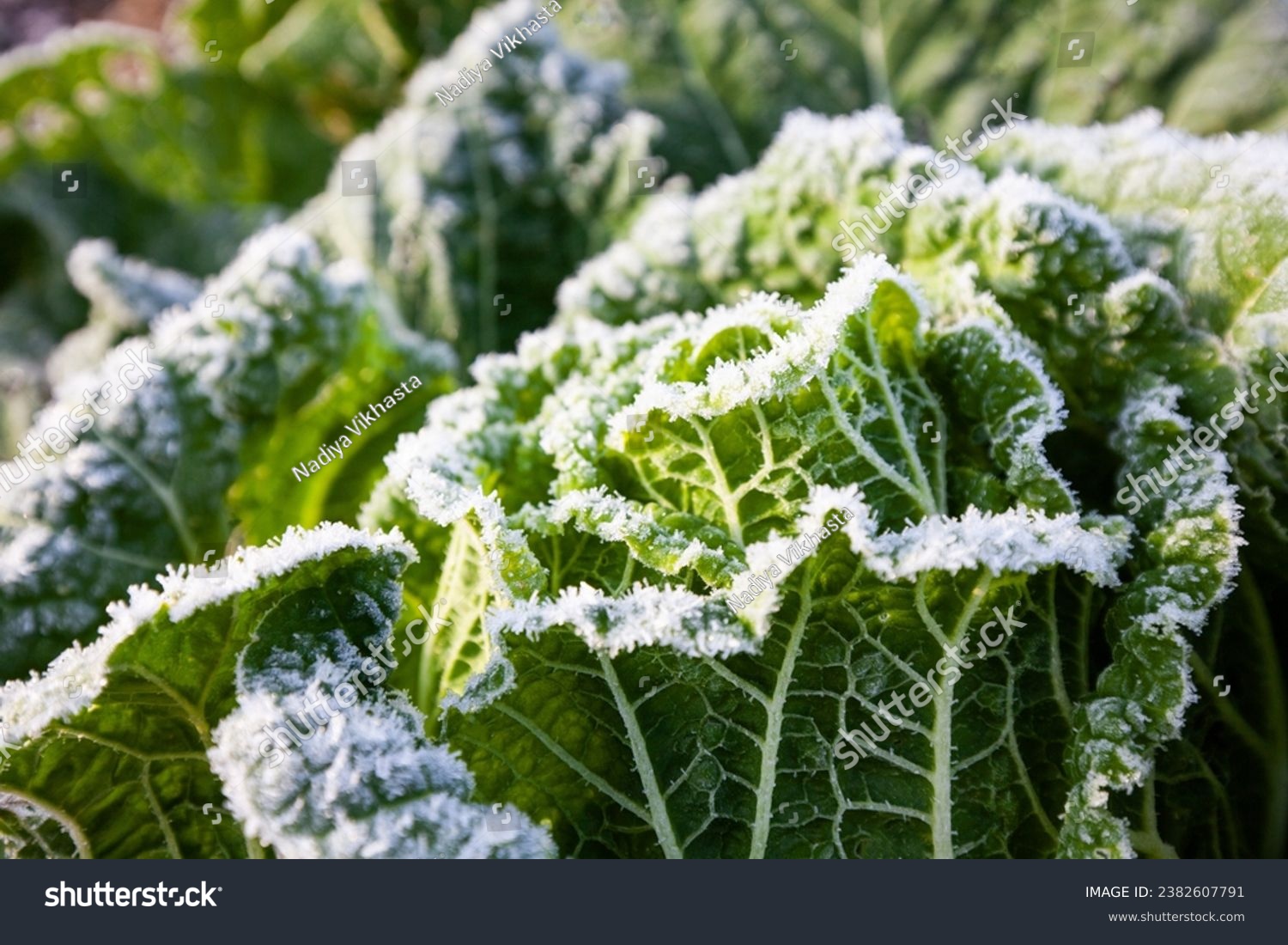 autumn frost, frost on a green leaf of cabbage #2382607791