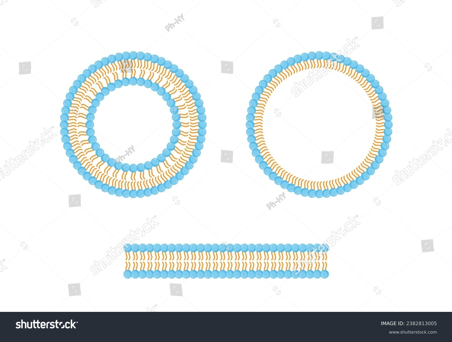 Liposome, Micelle and Bilayer structure. - Royalty Free Stock Vector ...