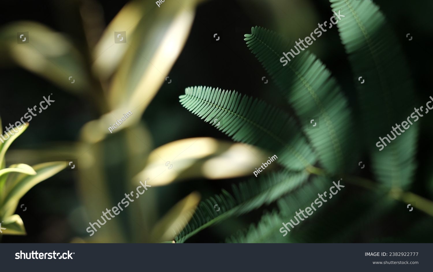 Abstract leaves, the vibrant green leaves stand out against a soft, blurred background, creating a sense of depth and mystery #2382922777
