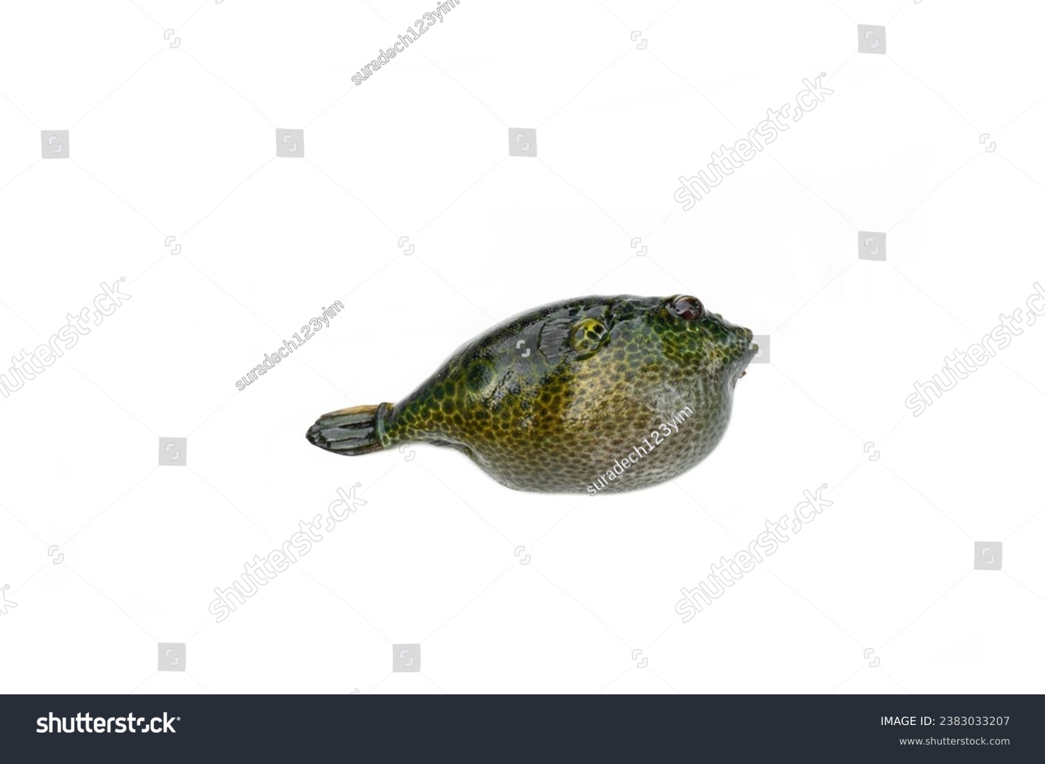 Tetraodontiformes fish isolated on white background. #2383033207