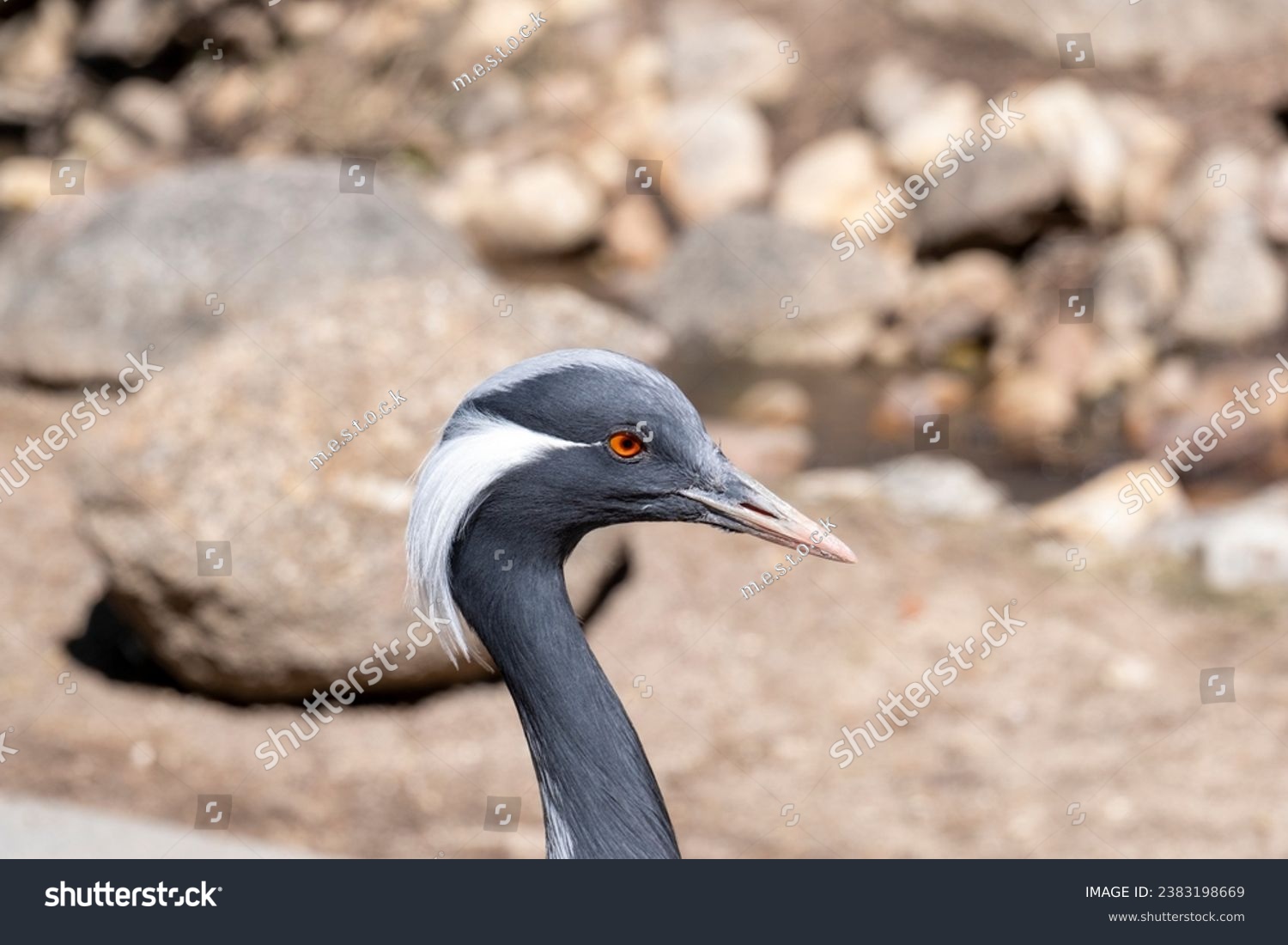The demoiselle crane (Grus virgo) is a species of crane found in central Eurasia. demoiselle crane (Grus virgo) in a typical breeding ecosystem. #2383198669