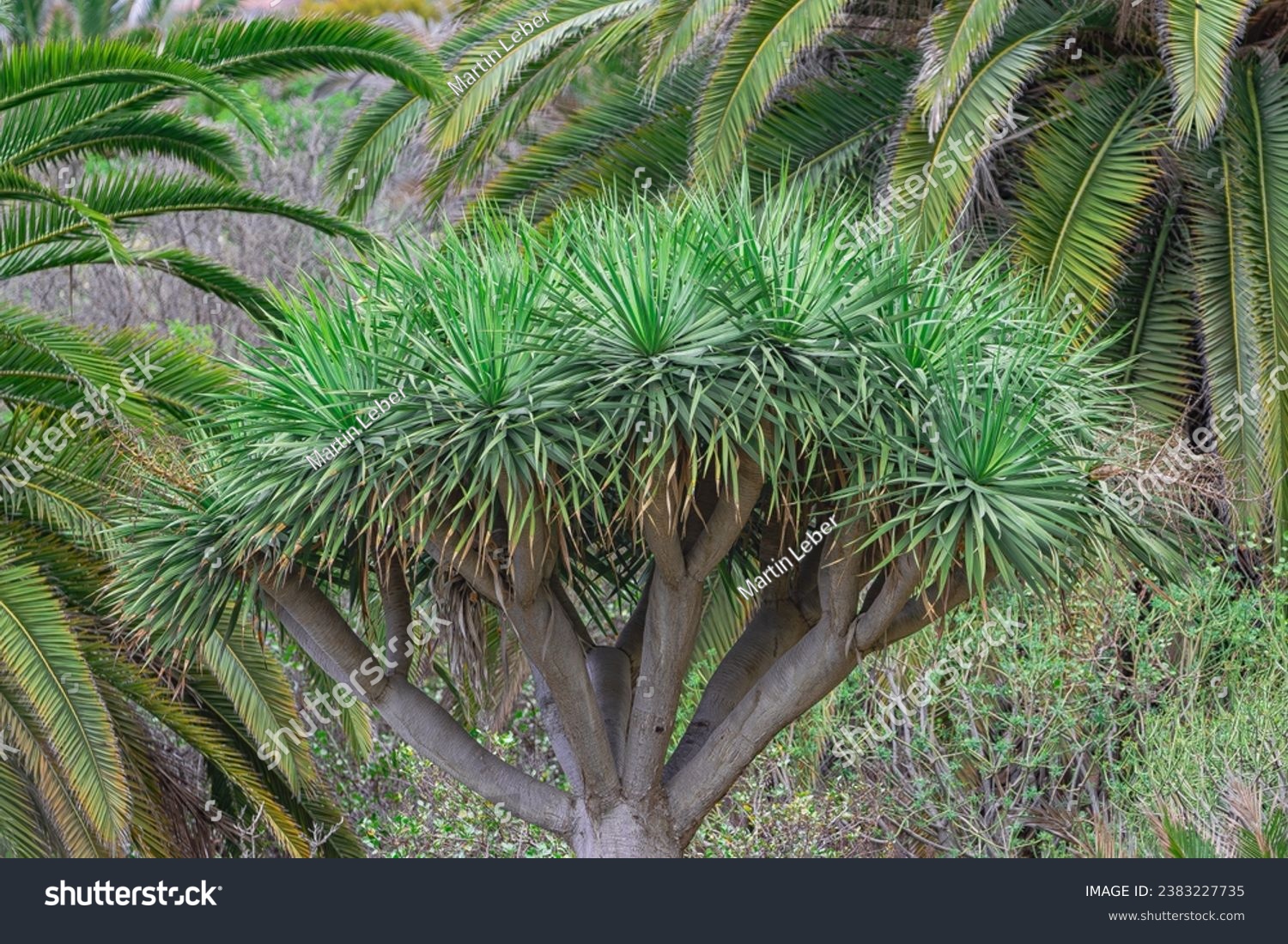 Canary Islands dragon tree, (Dracaena draco), with palm fronds background, in Tenerife, Canary islands #2383227735