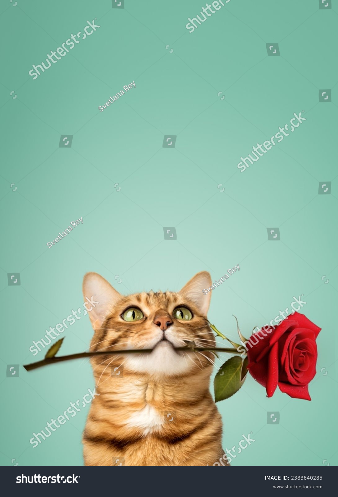 Charming Bengal cat with a rose in his teeth on a colored background. Copy space. #2383640285