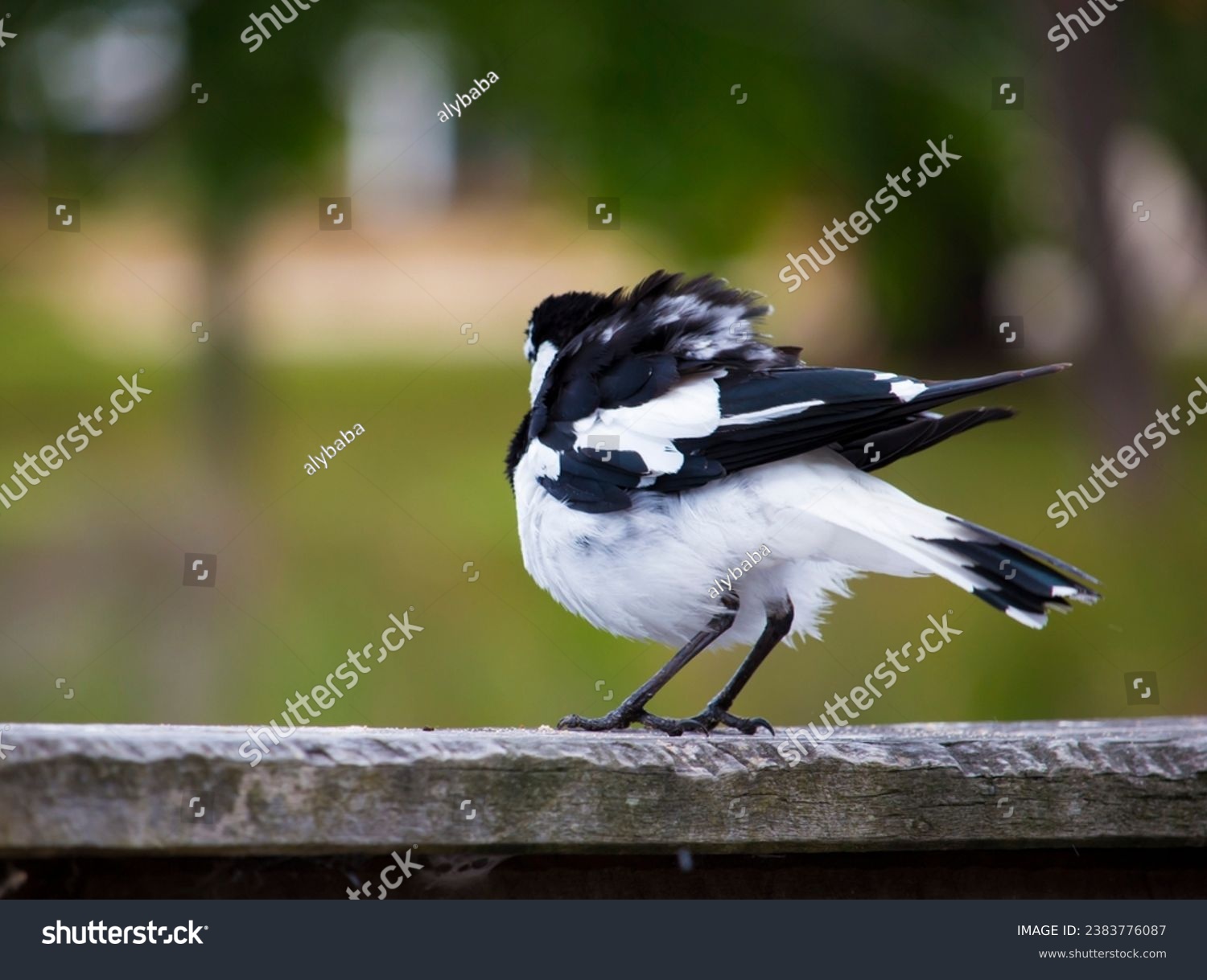 A friendly black and white Magpie-lark (Grallina cyanoleuca) an Australian bird with pee-o-wit' cry called Pee Wee , Murray magpie or Mudlark, looks for food on a late morning in late spring. #2383776087