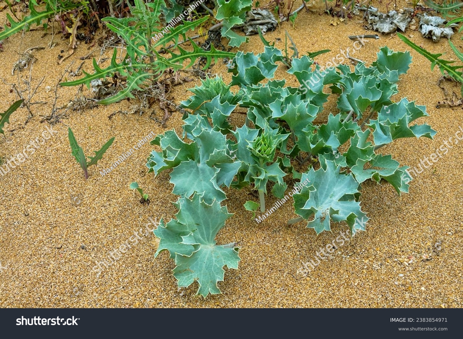 Sea holly (Eryngium maritimum) on sandy beach in northern part of Black Sea, coastal vegetated dune, vegetative plant (renascent), Expanded root blocks sand, development of colonization by vegetation #2383854971