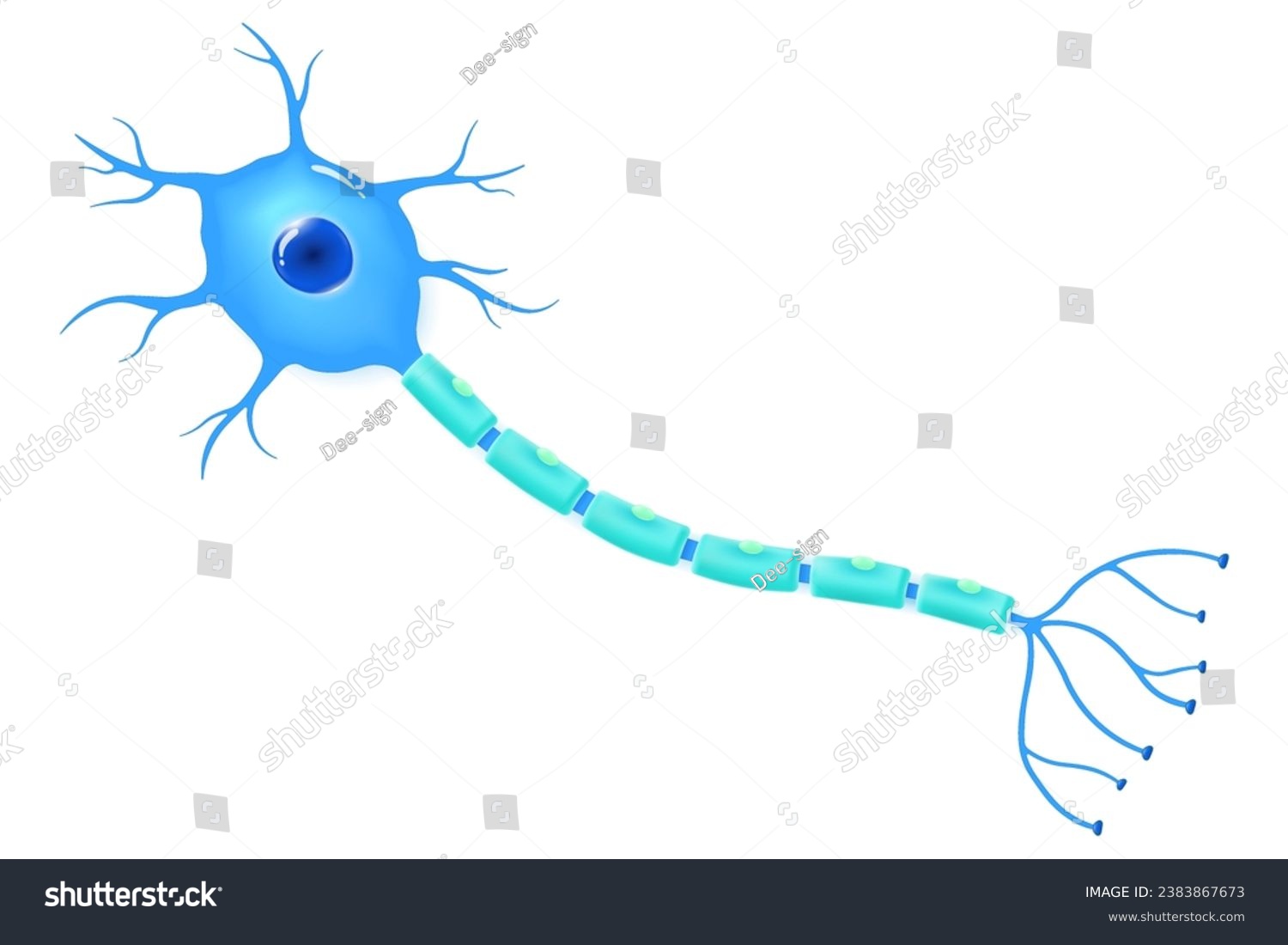 Neuron structure. Anatomy of nerve cell vector. - Royalty Free Stock ...