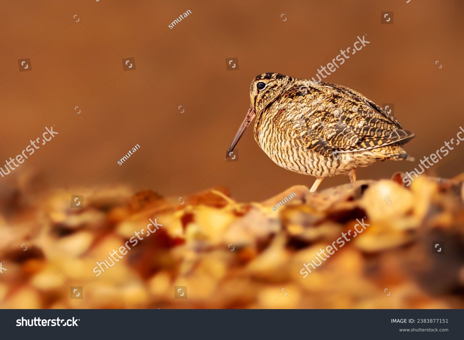 A sandpiper looking for food on the ground. Eurasian Woodcock. Brown nature background.  #2383877151