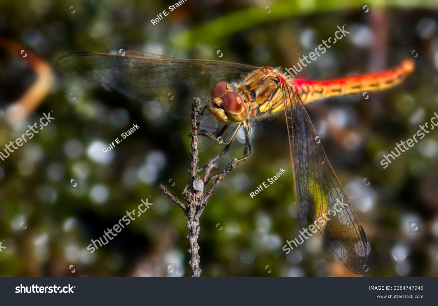 Close-Up of a Male Vagrant Darter (Sympetrum Vulgatum) Dragonfly Holding on to a Twig #2384747945