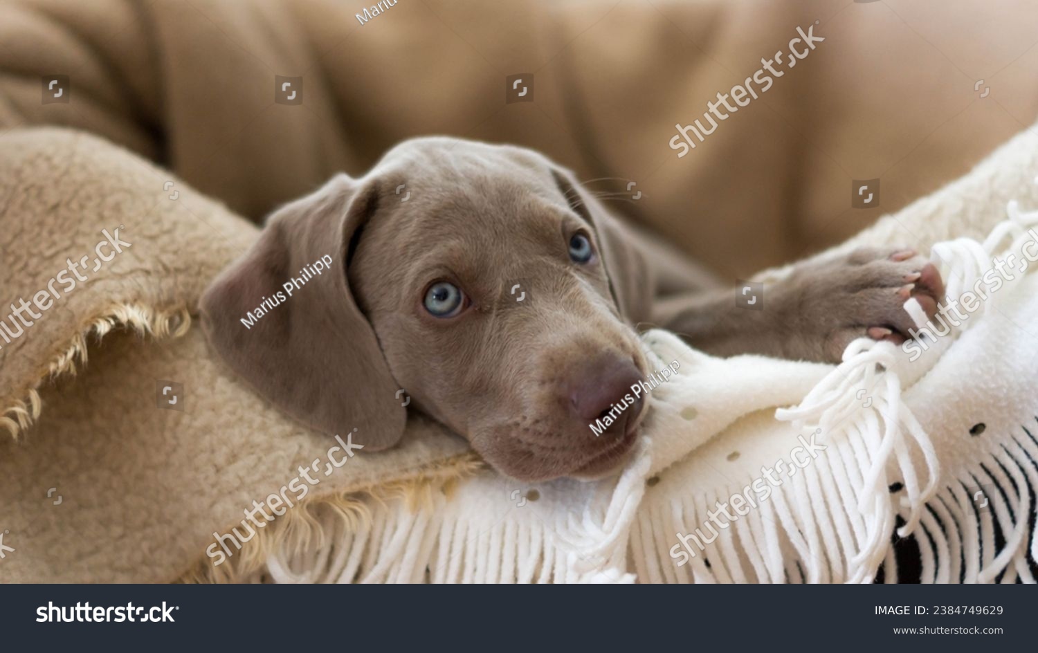 Weimaraner Hunting Dog puppy looking straigt at the camera #2384749629