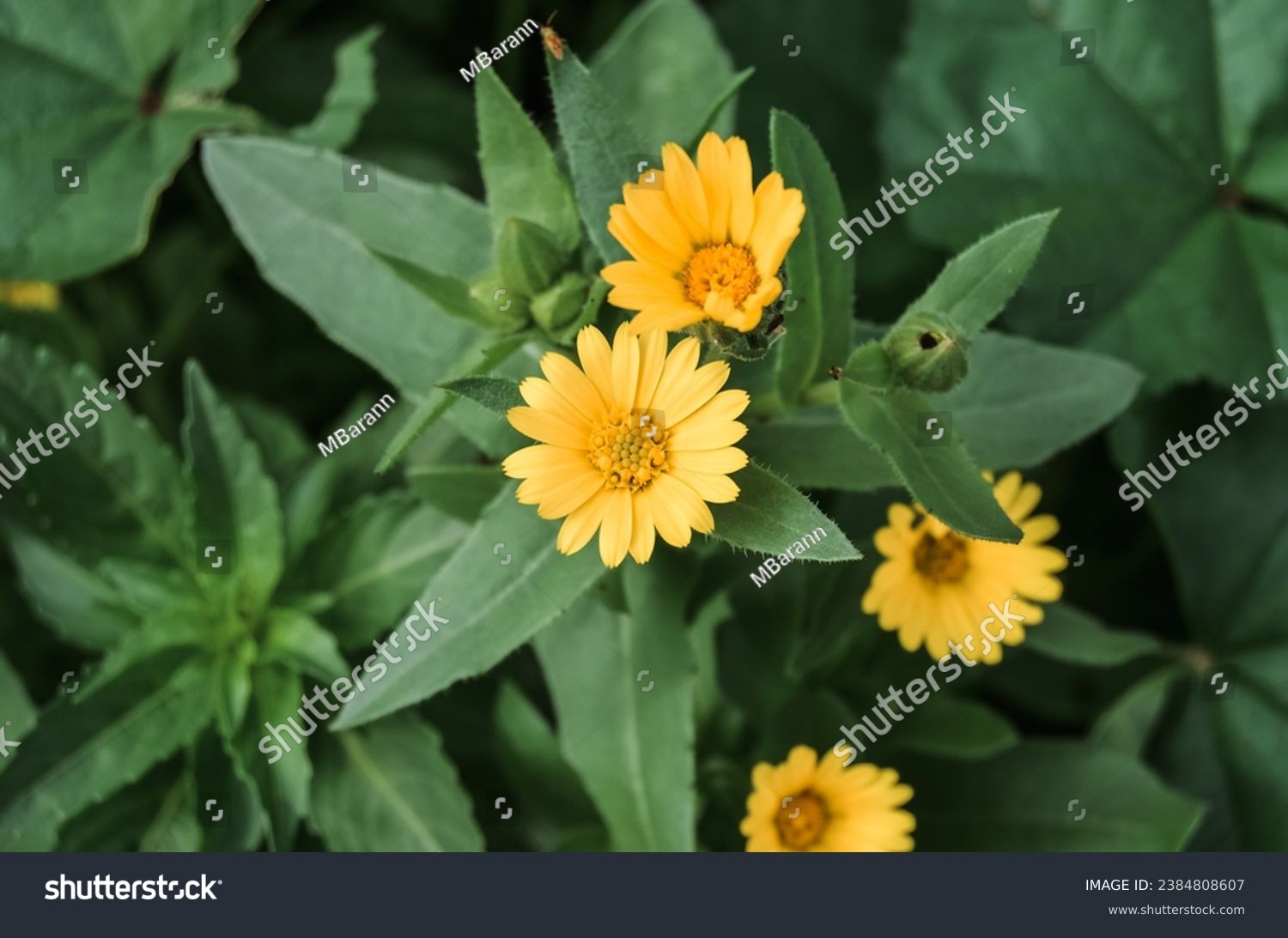 A field marigold (prob. Calendula Arvensis) growing in Mersin, Turkey. An example can be used as a visual in a work that symbolizes clarity. #2384808607