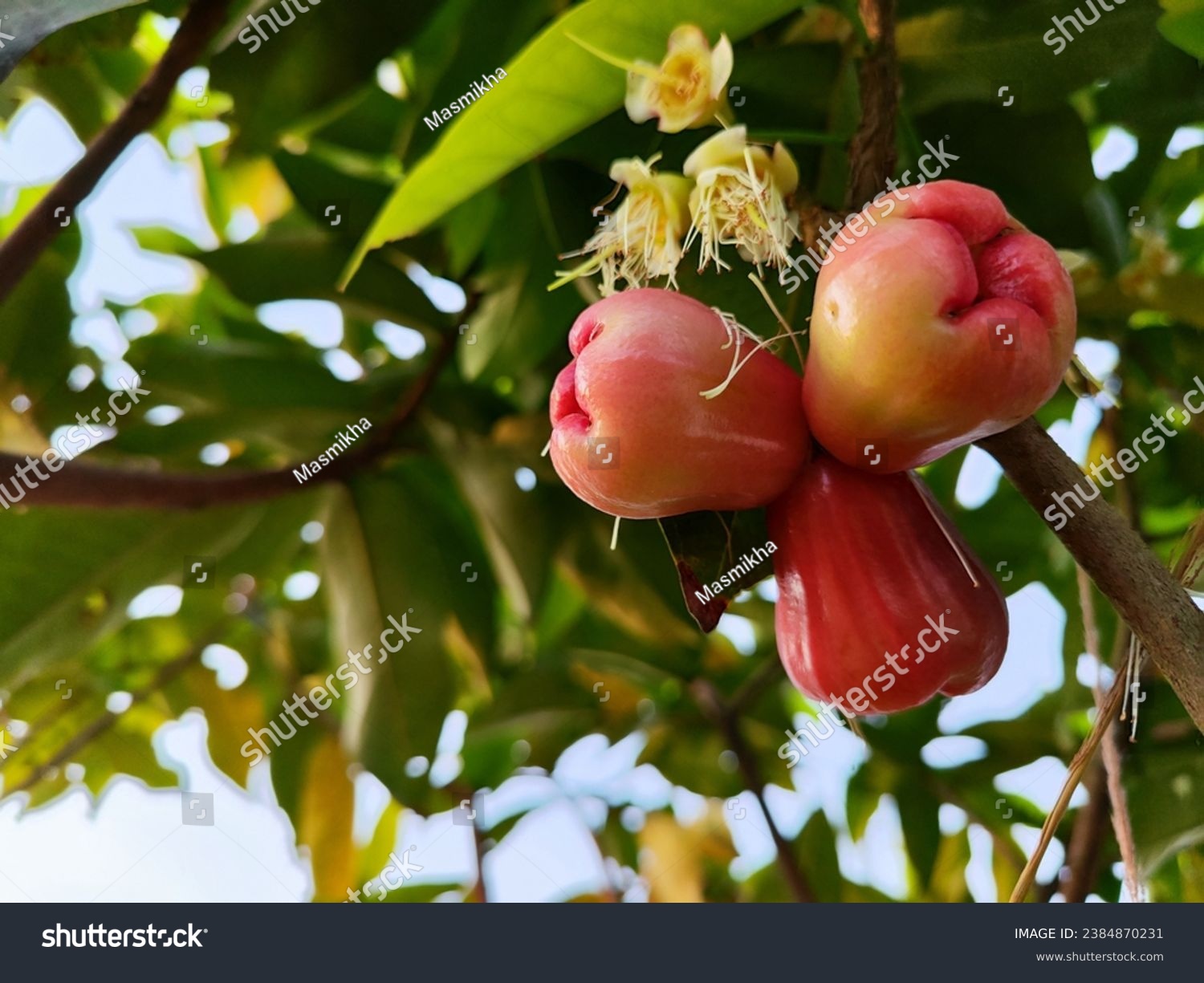 Syzygium aqueum (watery rose apple, water apple, bell fruit, jambu air) fruits on the tree. The fruit has a very mild and slightly sweet taste similar to apples, and a crisp watery texture.   #2384870231