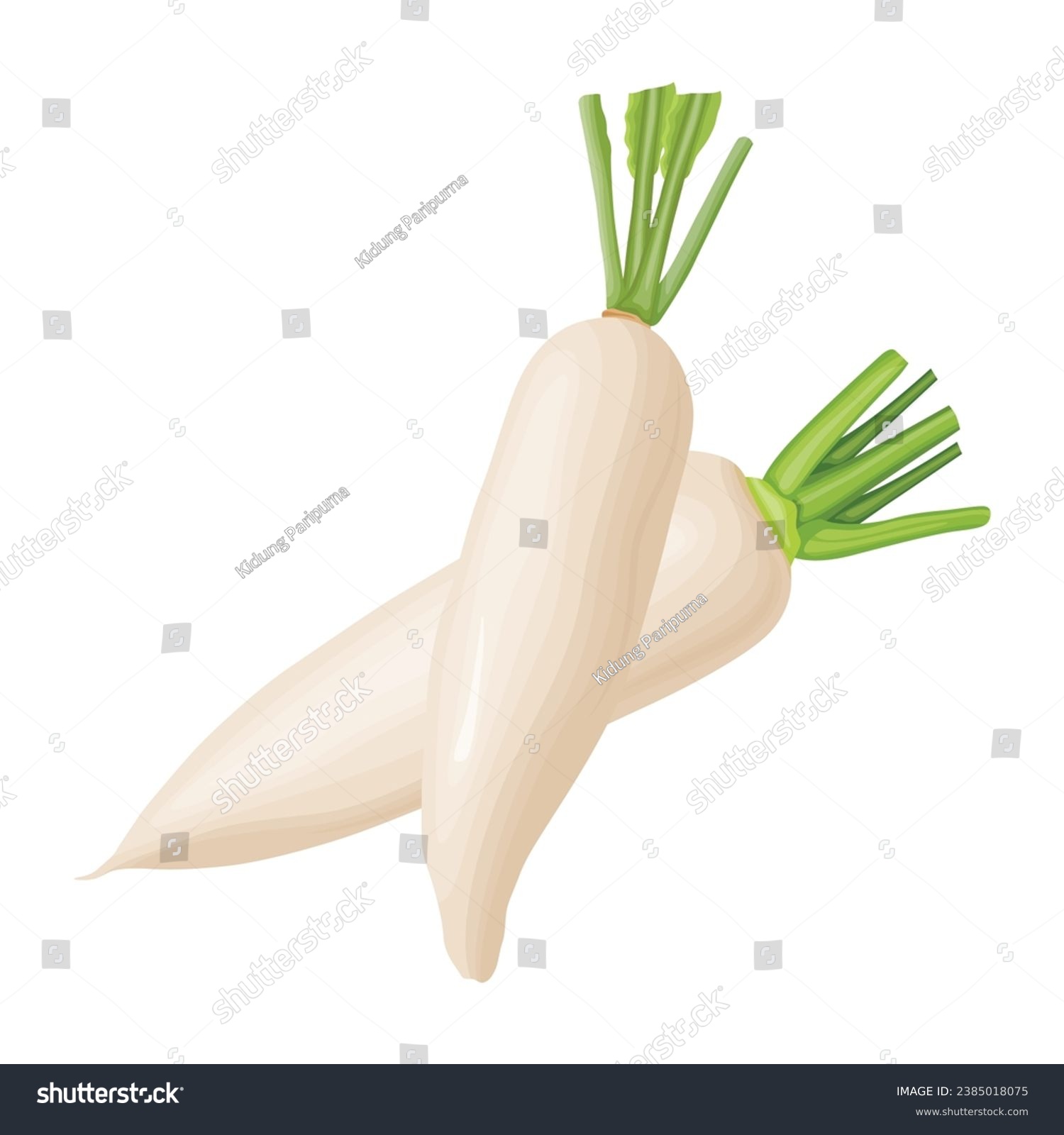 Vector illustration set of white daikon radishes in cartoon flat style. Root vegetable for banners, flyers, posters, cards. Whole, half, and sliced daikon radish. Japanese radon, White Chinese Radish #2385018075