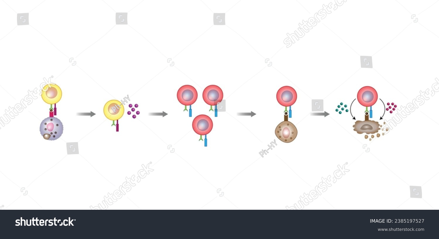 T Cell Activation Diagram Helper T Cell And Royalty Free Stock Vector 2385197527