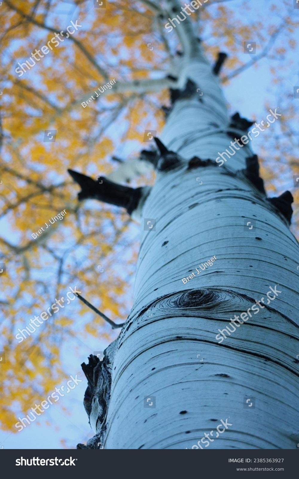 Looking up into an aspen tree with golden leaves  #2385363927