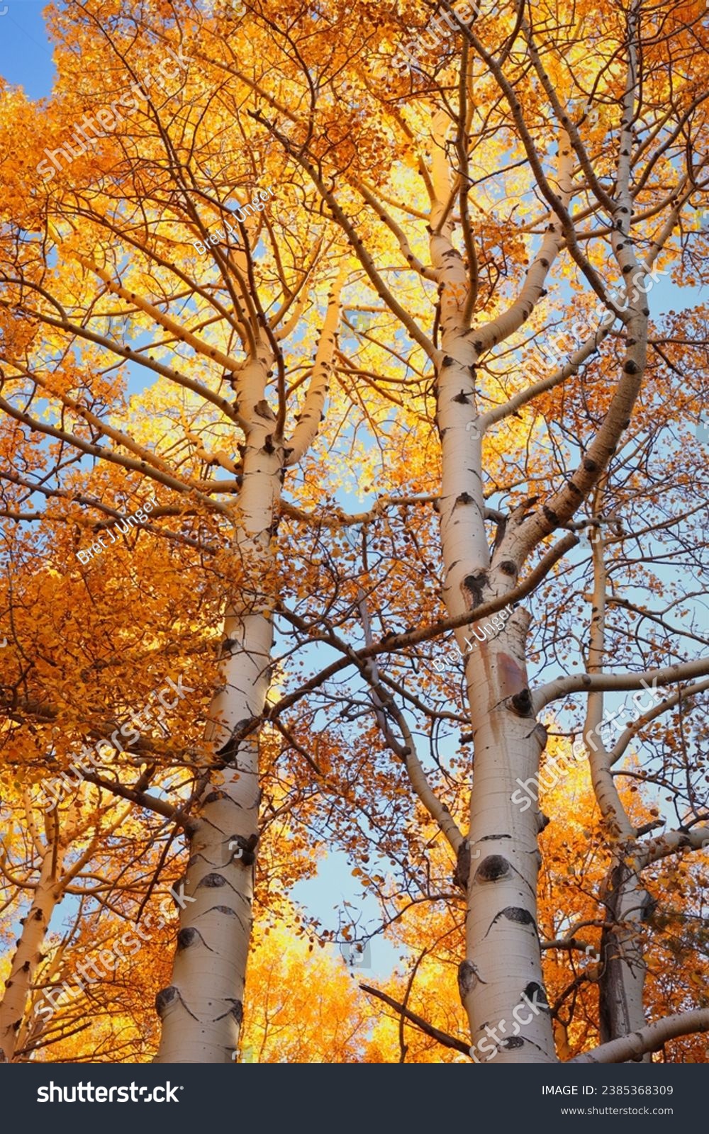 Abstract golden aspen tree scene in the Coconino National Forest #2385368309
