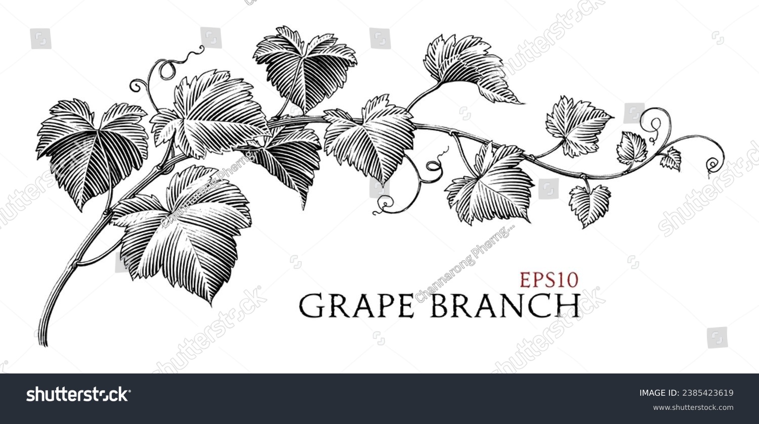 Grape branch hand drawing vintage style black and white clip art #2385423619