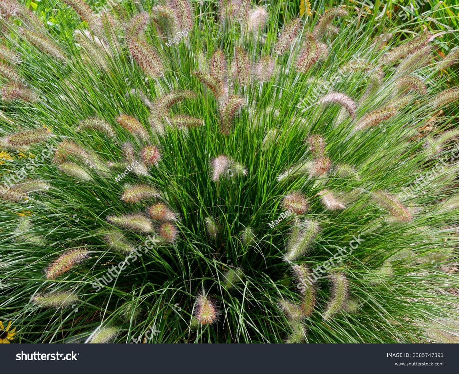 (Pennisetum alopecuroides) Chinese fountaingrass or dwarf fontain grass, climbing grass on long graceful stems with pink-white to brownish flowers in spikes and basal long dark-green  foliage #2385747391