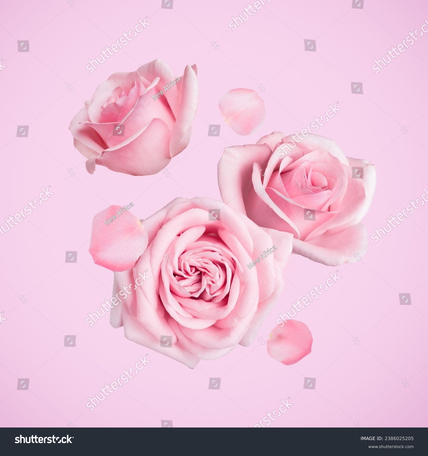 Beautiful pastel roses and petals falling on pink background #2386025205