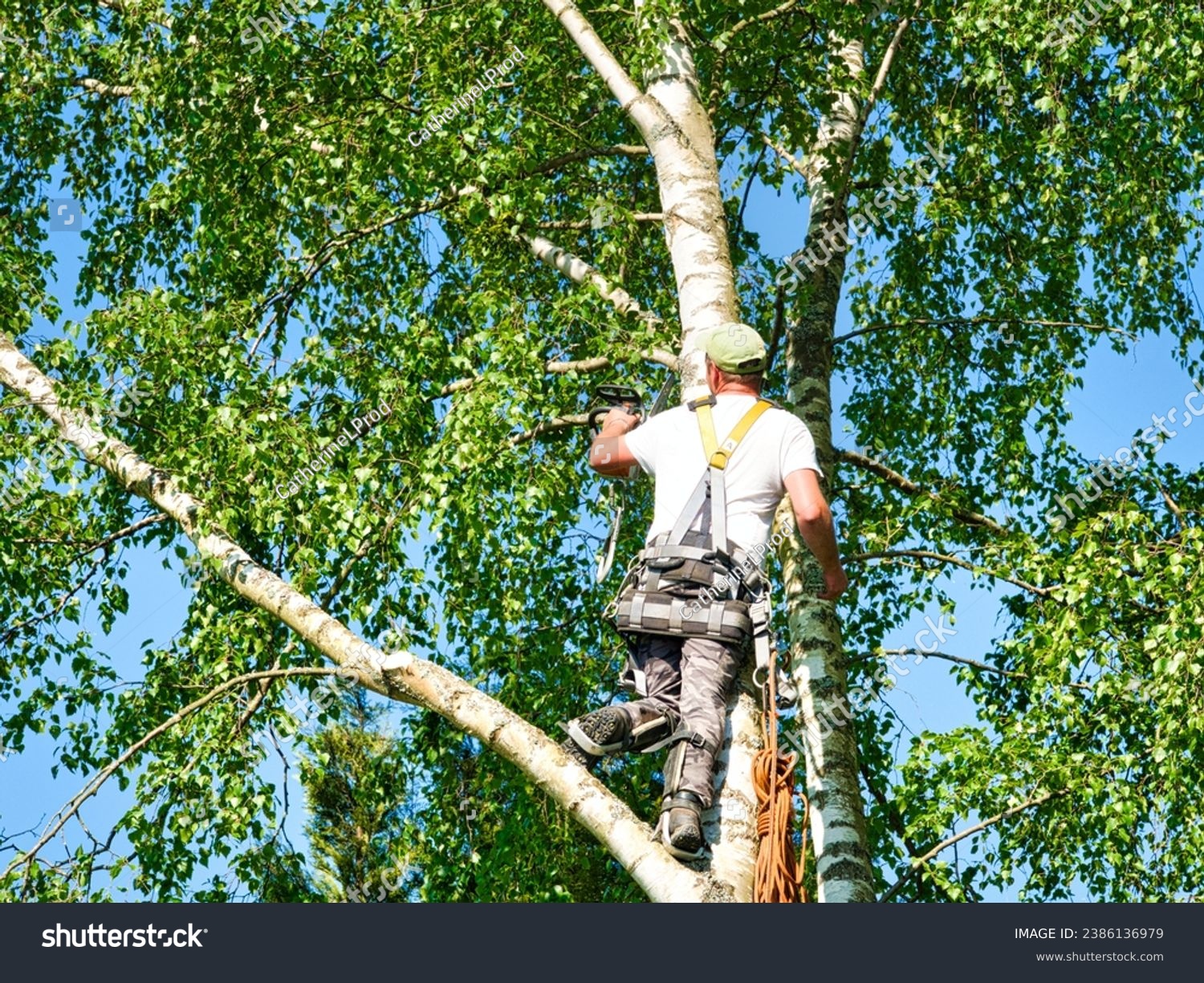 Close-up mature professional male tree trimmer high in top birch tree cutting branches with gas powered chainsaw and attached with headgear for safe job. Expert to do dangerous work. #2386136979