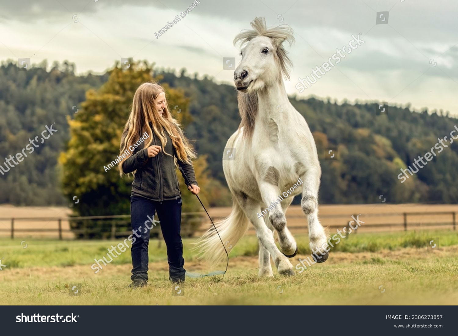 A young woman and her icelandic horse working and cuddle together, equestrian natural horsemanship concept #2386273857