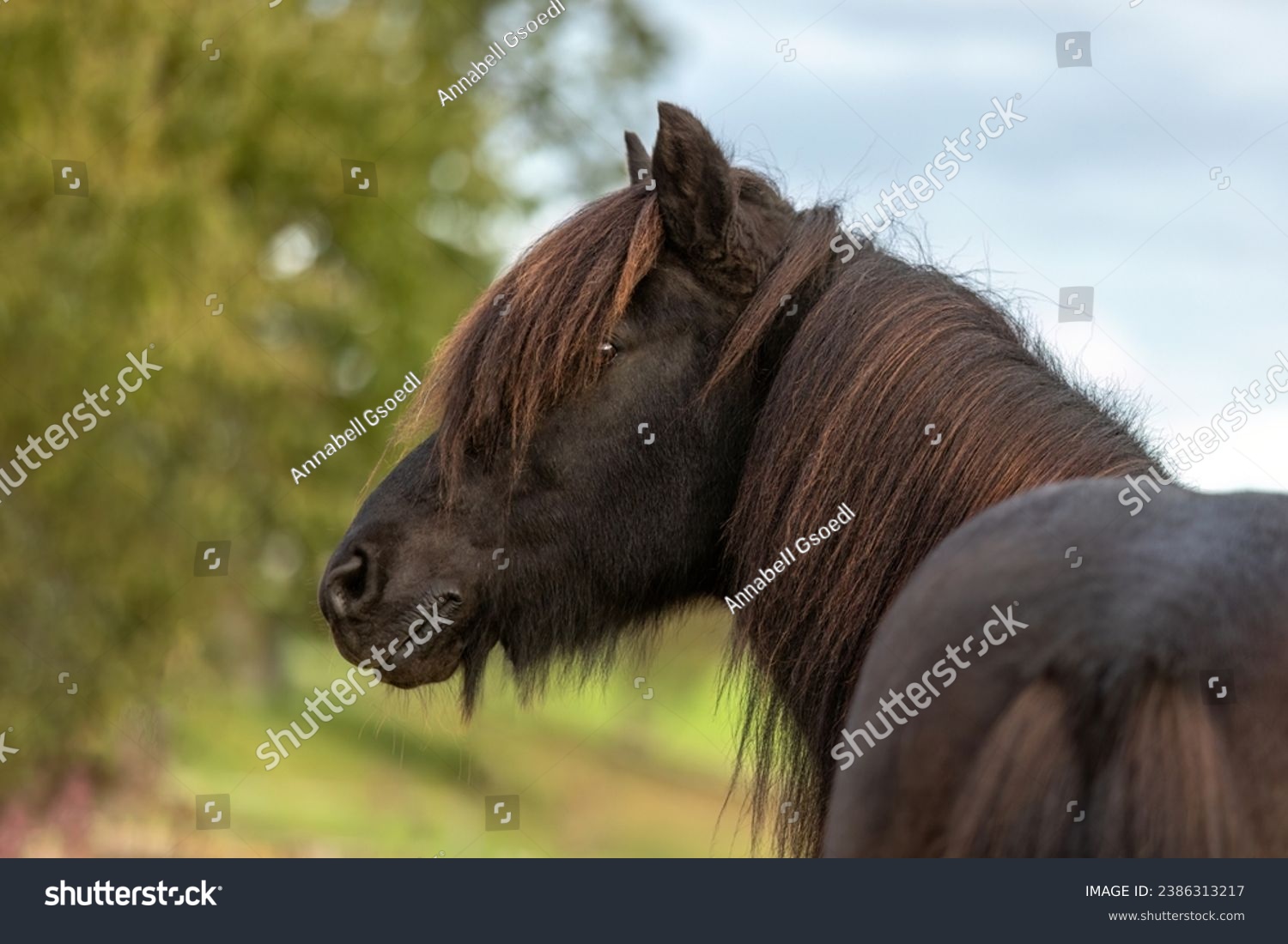 Portrait of a beautiful icelandic horse in autumn outdoors #2386313217