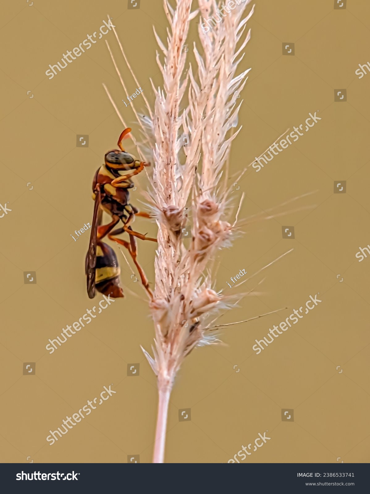 Wasp, any member of a group of insects in the order Hymenoptera, suborder Apocrita, some of which are stinging. The paper wasp appears to be perched on the grass with a gradient background  #2386533741
