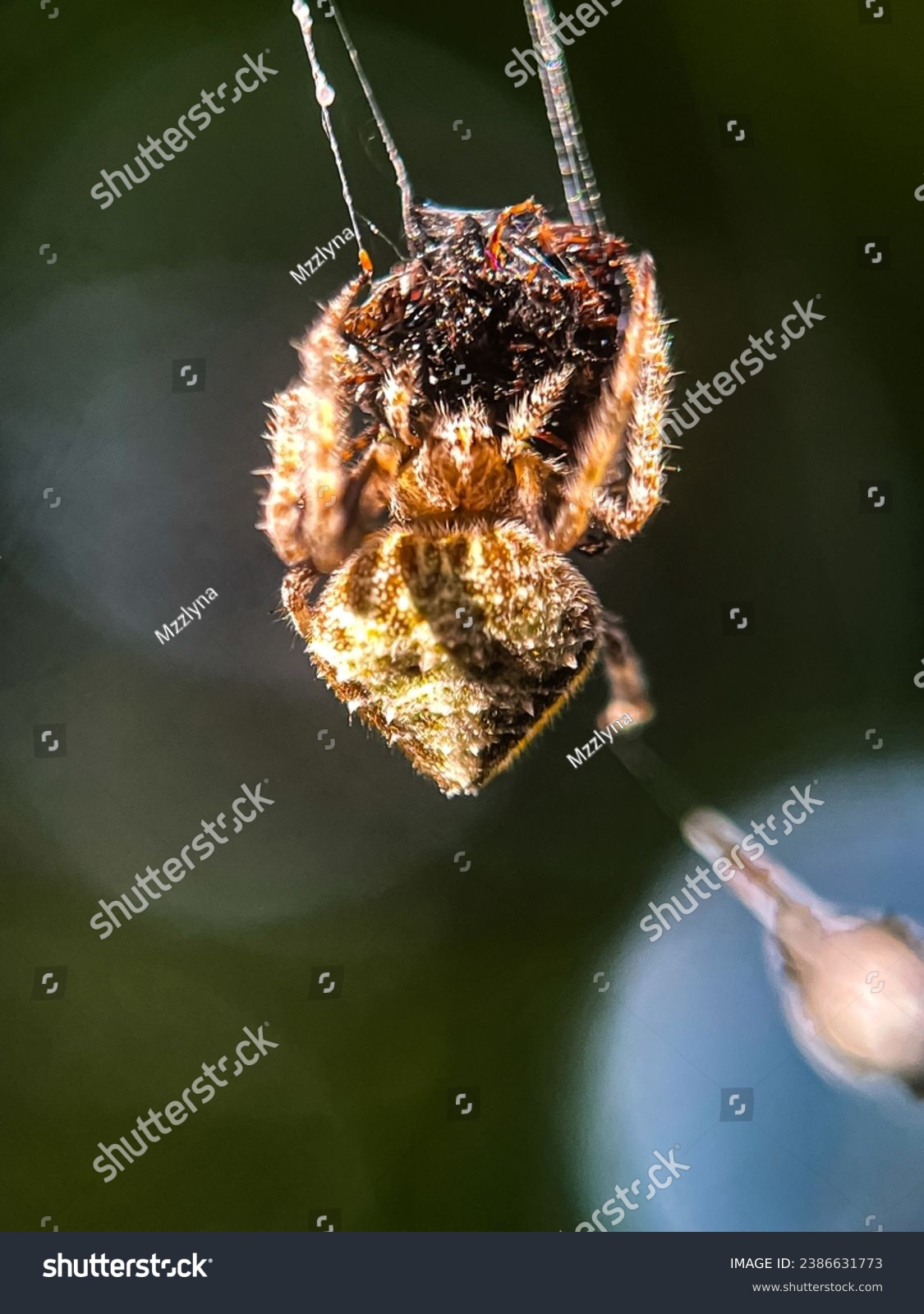 Macro view of a barn spider and commonly known as common orb-weaver spider #2386631773