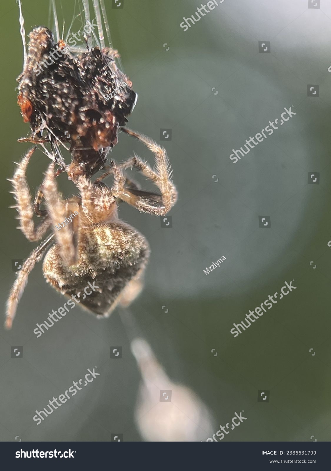 Macro view of a barn spider and commonly known as common orb-weaver spider #2386631799