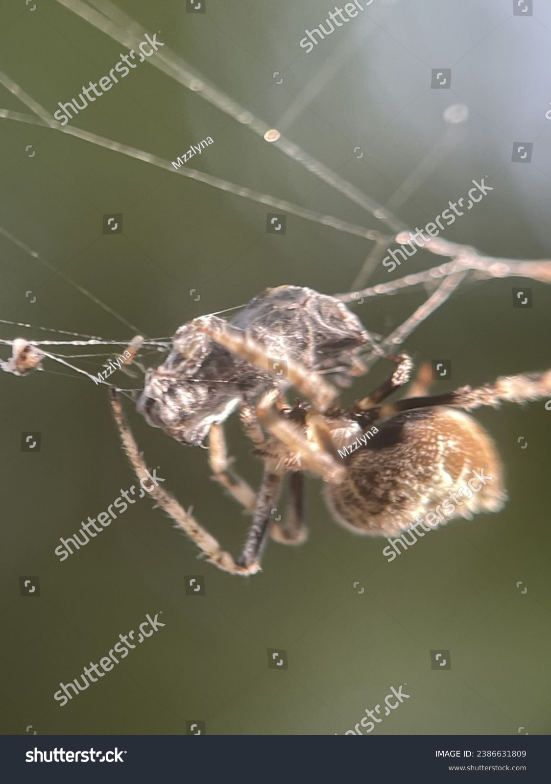 Macro view of a barn spider and commonly known as common orb-weaver spider #2386631809