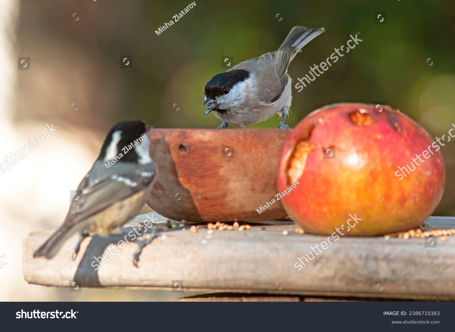 A cute little Marsh tit stands on a feeder, eating sunflower seeds from the bird table, moss covered wood log  with seeds, nuts and dried mealworms. Wonderful wild bird in autumn. November in Europe. #2386710383