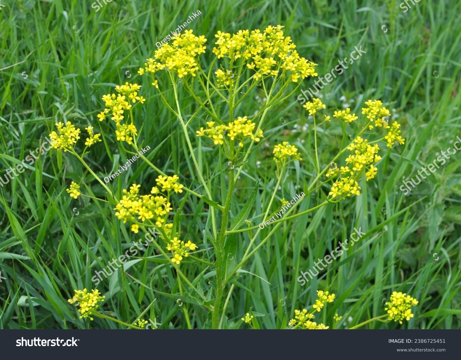 Like weeds, bunias orientalis grows in the wild #2386725451