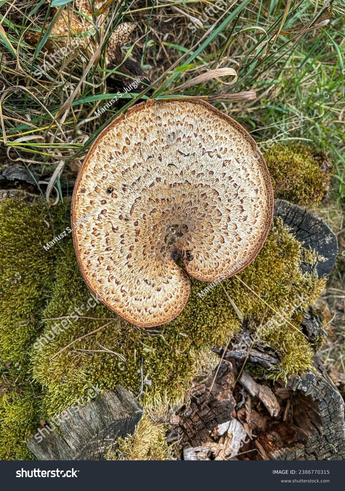 Dryad's saddle (Cerioporus squamosus) is a basidiomycete bracket fungus. It has a widespread distribution, being found in North America, Australia, Asia, and Europe #2386770315