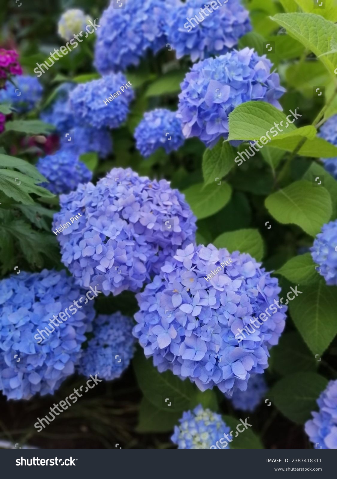 Very beautiful blue Hydrangea macrophylla in a summer garden on a flower bed.
Floral wallpaper.
 #2387418311