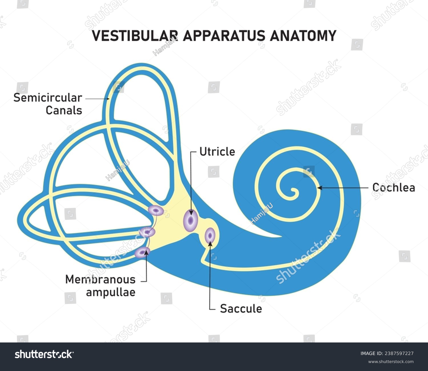 Vestibular Apparatus Anatomy Science Design - Royalty Free Stock Vector ...