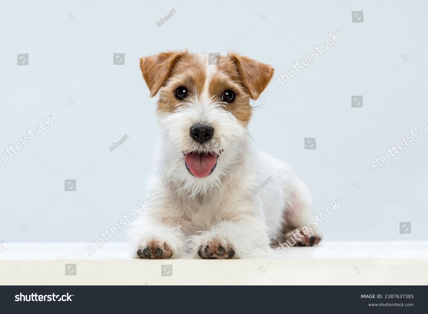 Jack Russell Terrier on a white background #2387637385