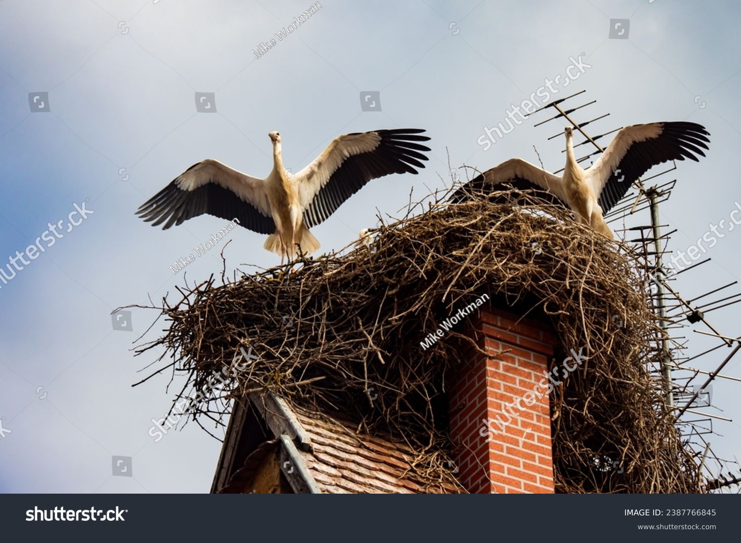 Storks nesting on the roof of Alsace village in France #2387766845