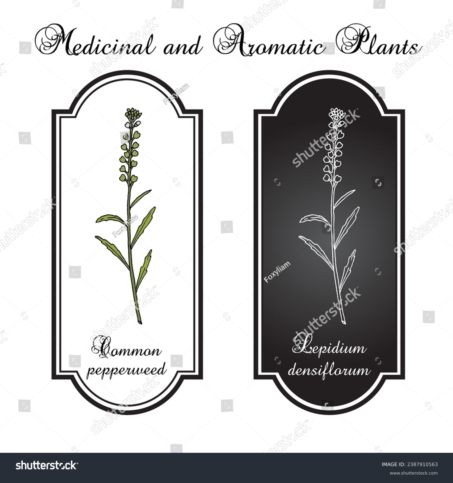 Common pepperweed (Lepidium densiflorum), edible and medicinal plant. Hand drawn botanical vector illustration #2387910563