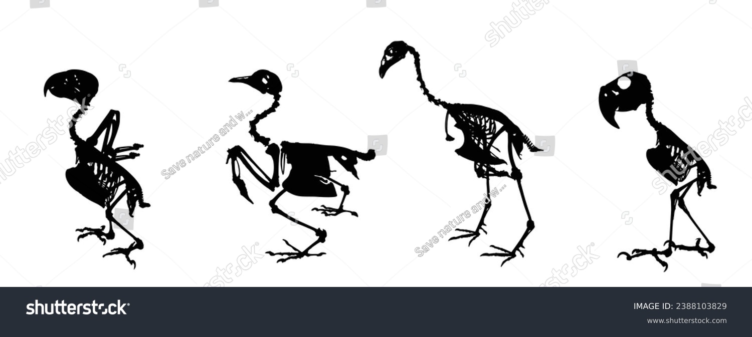 Bird skeleton set vector silhouette illustration - Royalty Free Stock ...