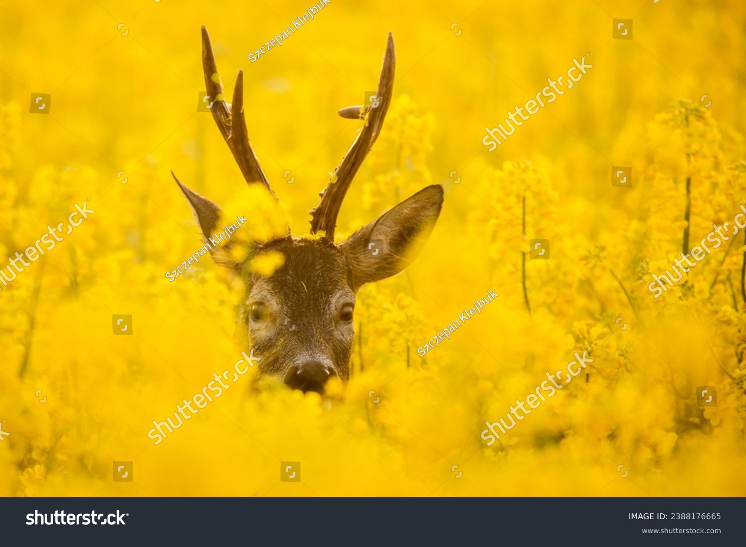 Roebuck - buck (Capreolus capreolus) Roe deer - goat #2388176665