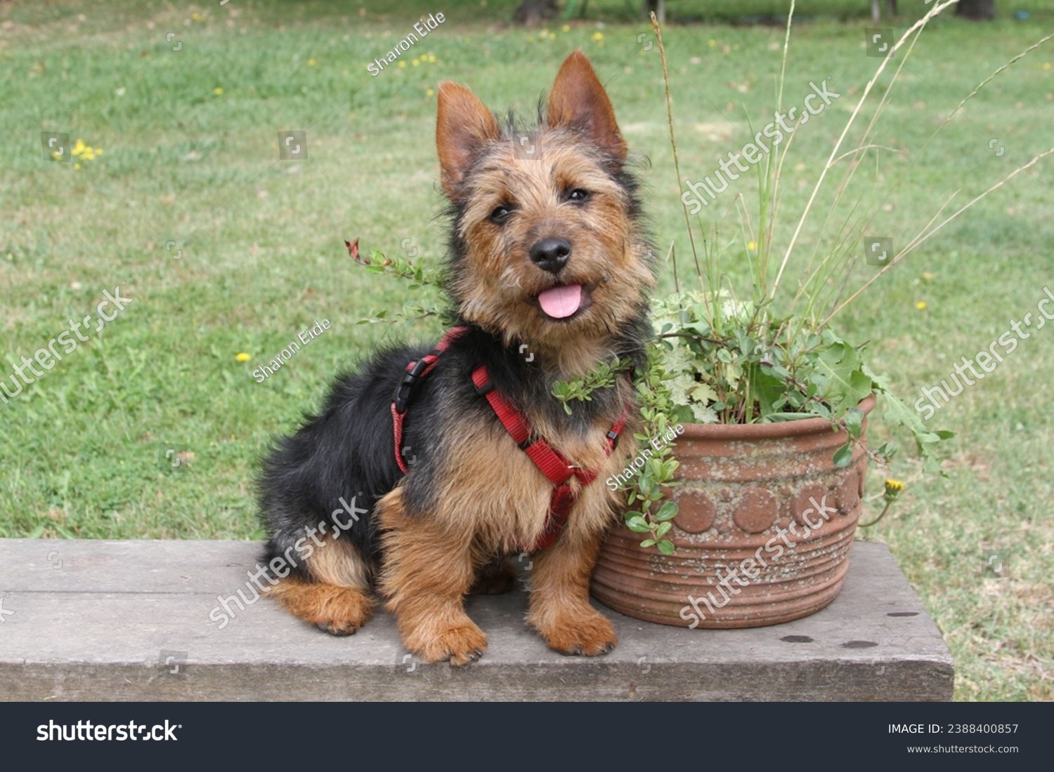 Australian Terrier sitting on a bench at the park.  #2388400857