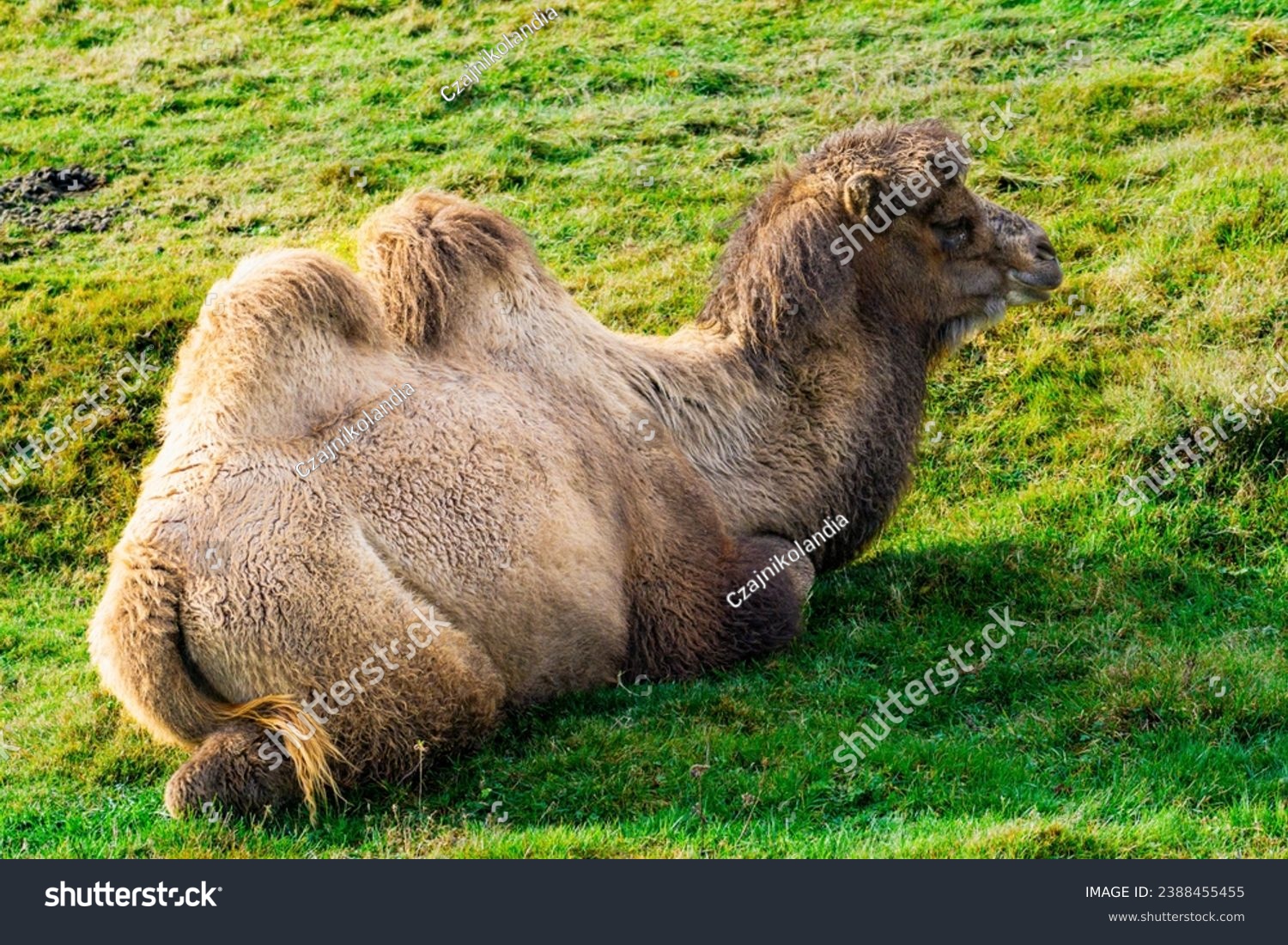 Bactrian camel (Camelus bactrianus) resting on grass #2388455455