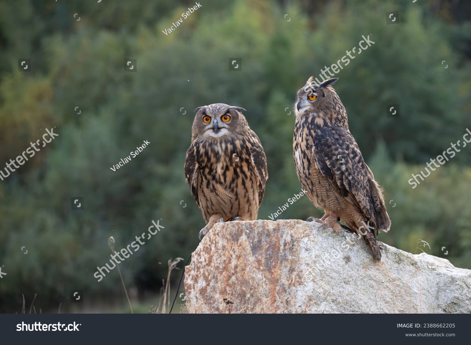 The great eagle owl (Bubo bubo) is a large species of owl in the Strigidae family. It is the largest European owl. #2388662205