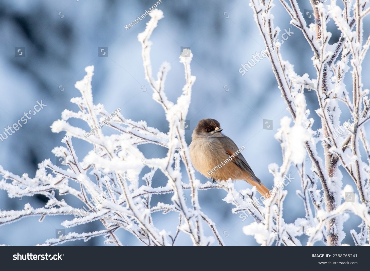 Beautiful and cute corvine, Siberian jay (Perisoreus infaustus) perched on a snowy branch on a cold winter morning at Finnish taiga forest #2388765241