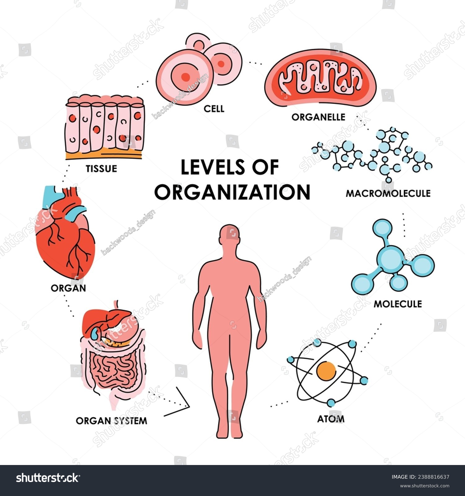 Organisation in organisms color line  diagram. Vector isolated element. Editable stroke. #2388816637