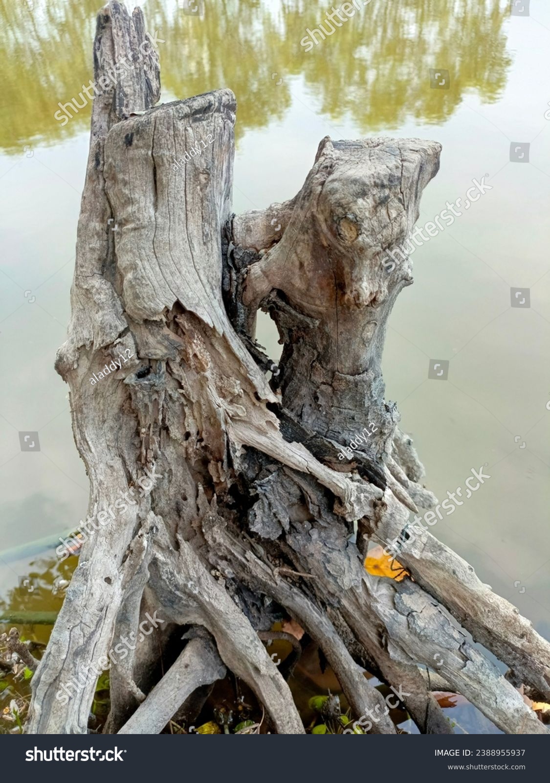 The image shows a tree stump sitting next to a body of water. The stump is large and round, with a diameter of about 2 feet. The bark is peeling off in large flakes.  #2388955937