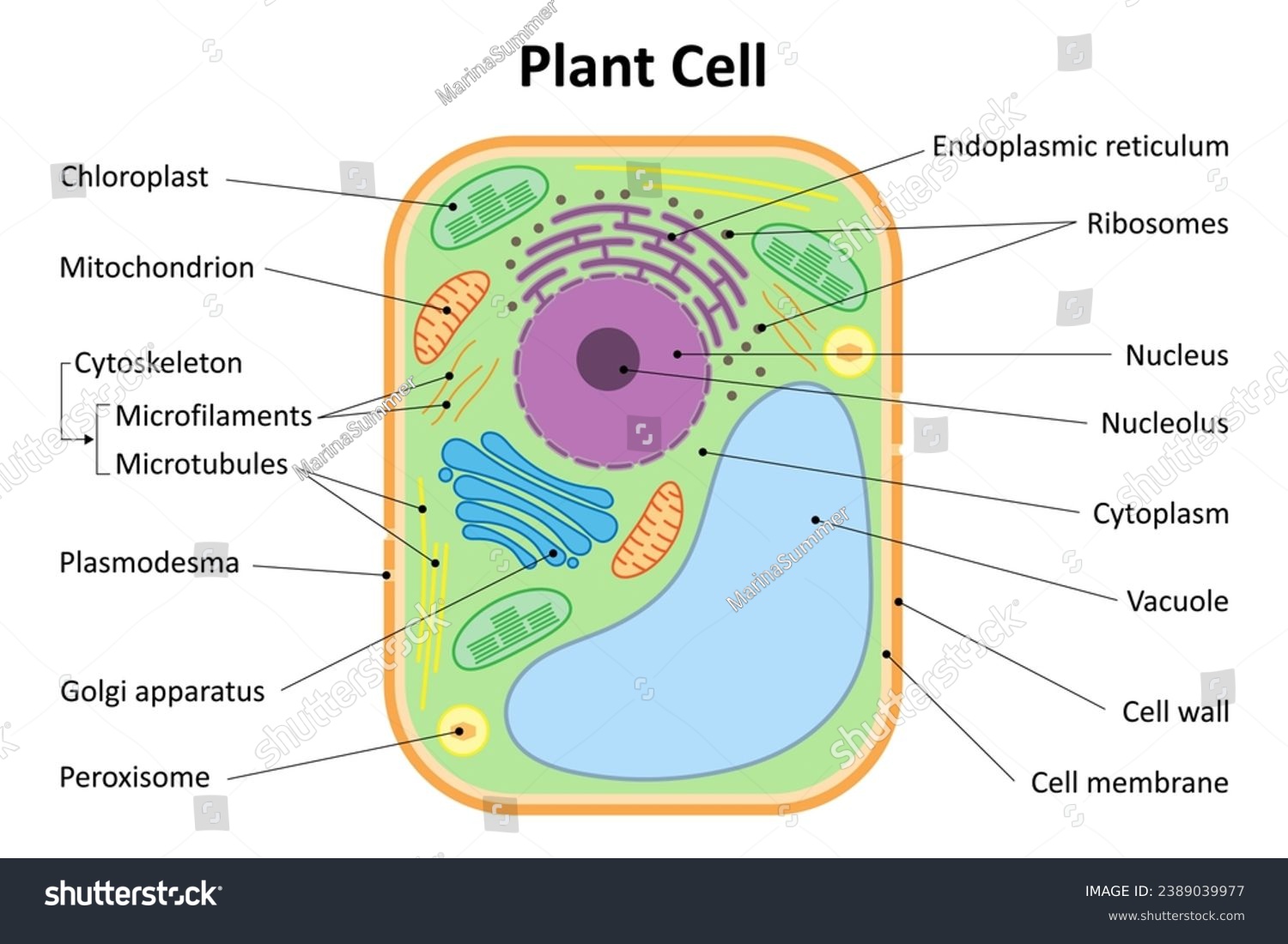 Structure of a plant cell. Plant cell organelles - Royalty Free Stock ...