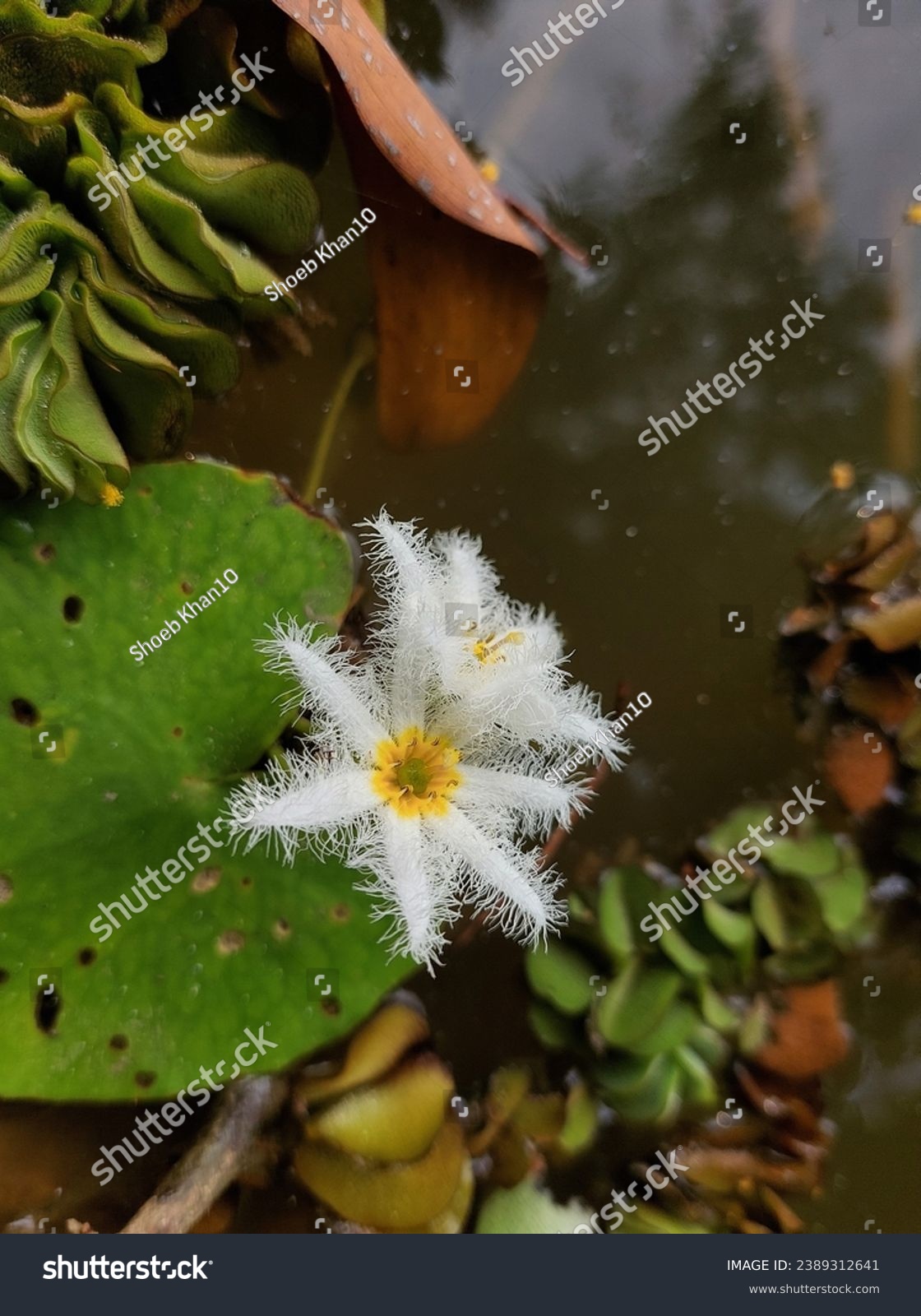 Nymphoides indica.
Nymphoides indica is an aquatic plant in the Menyanthaceae, native to tropical areas around the world. #2389312641