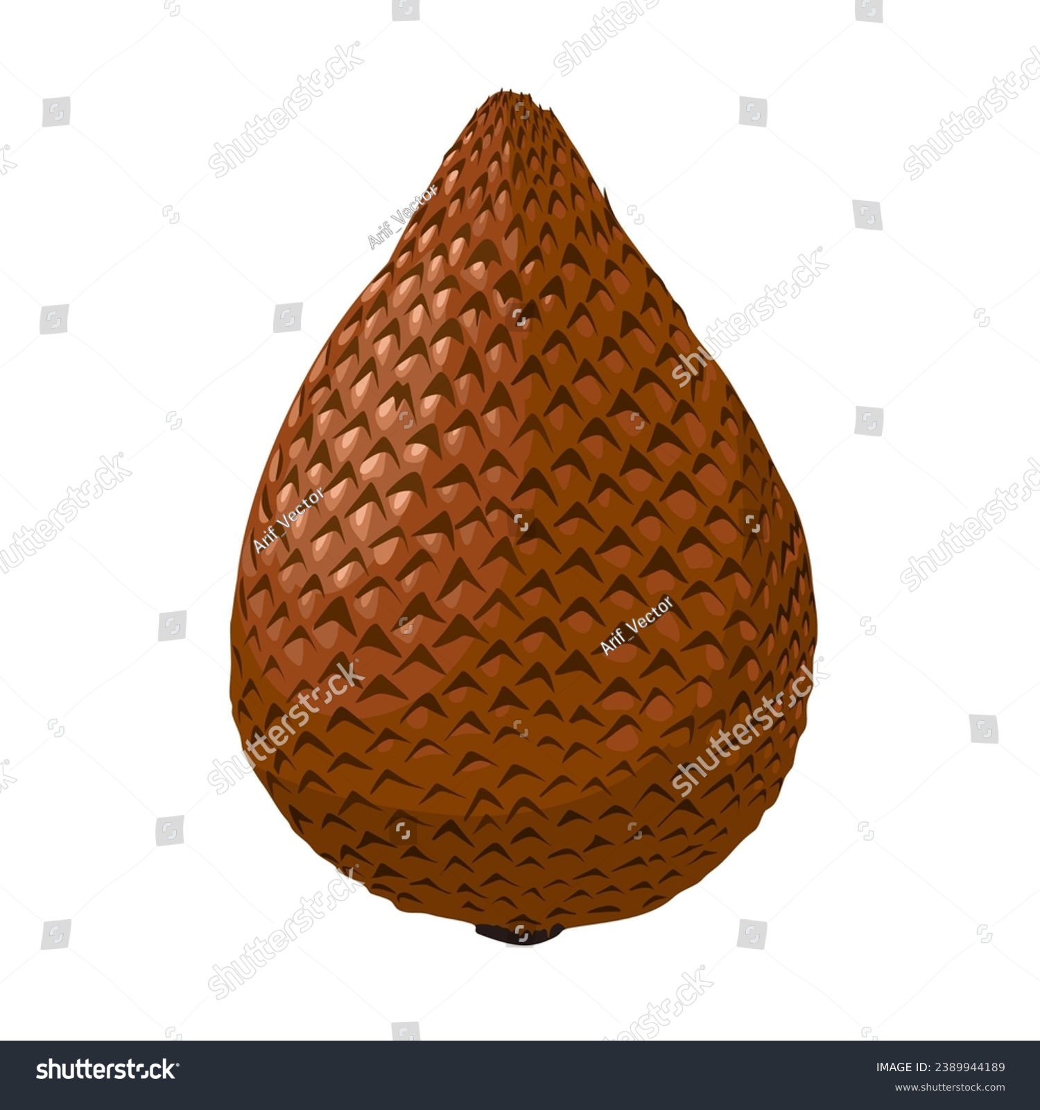 Vector Illustration Salak Or Snake Fruit Royalty Free Stock Vector