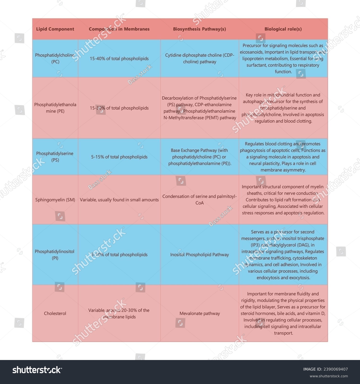 Table Showing Phospholipids Types Membrane Royalty Free Stock Vector 2390069407 9164