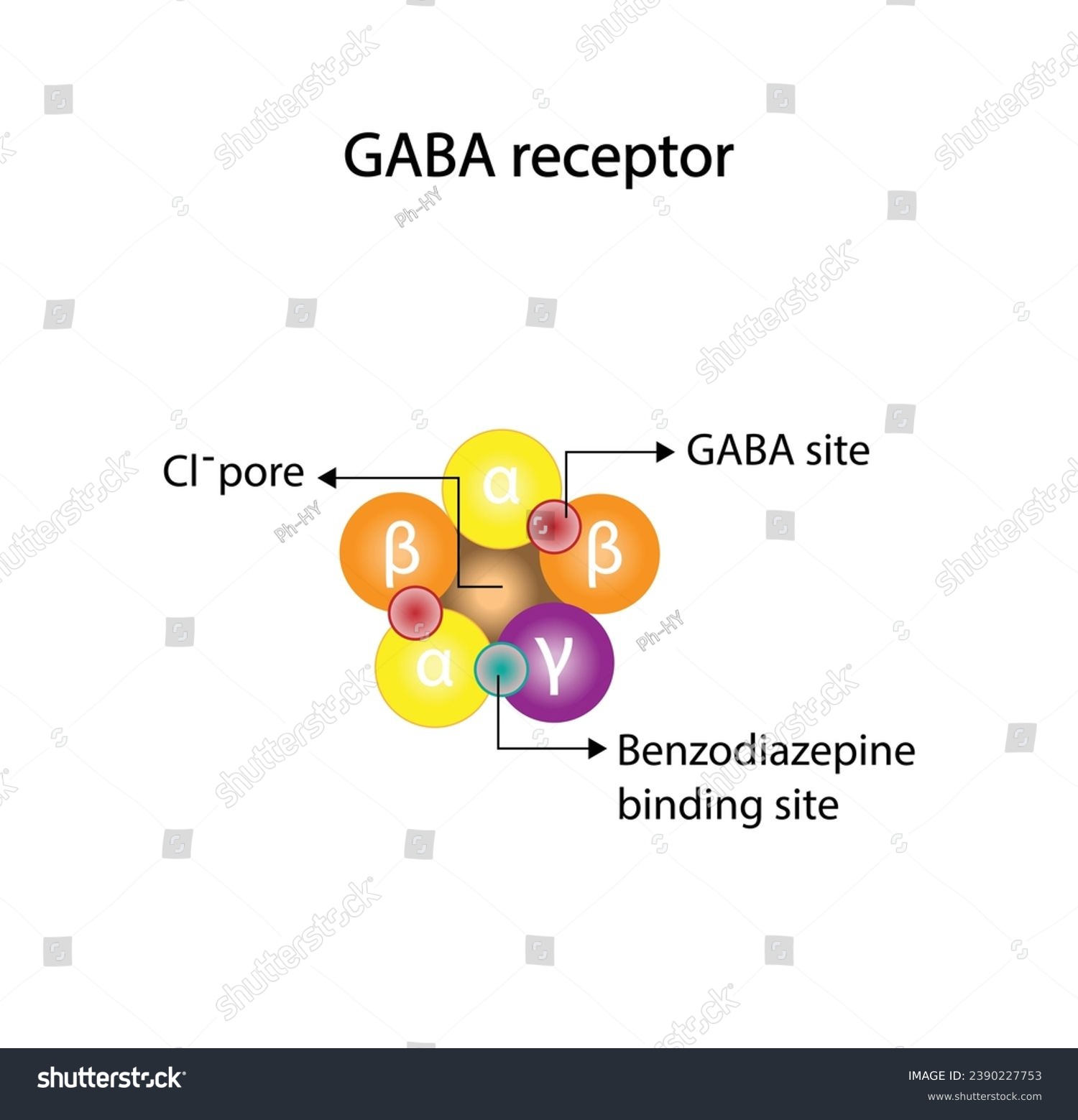 GABA receptor structure, cell membrane. - Royalty Free Stock Vector ...